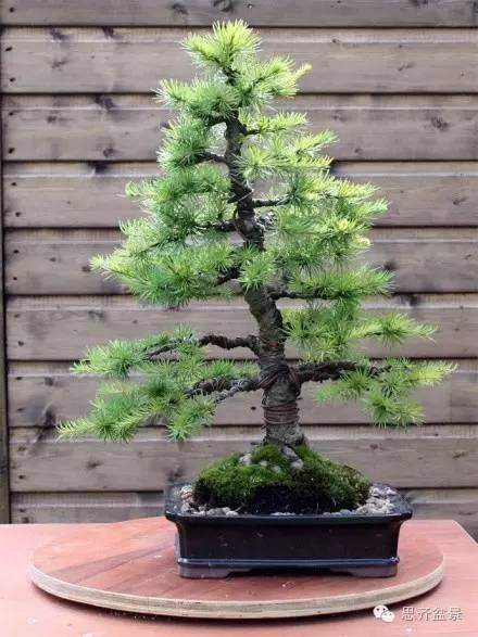 图解 落叶松盆景的11年培育历程