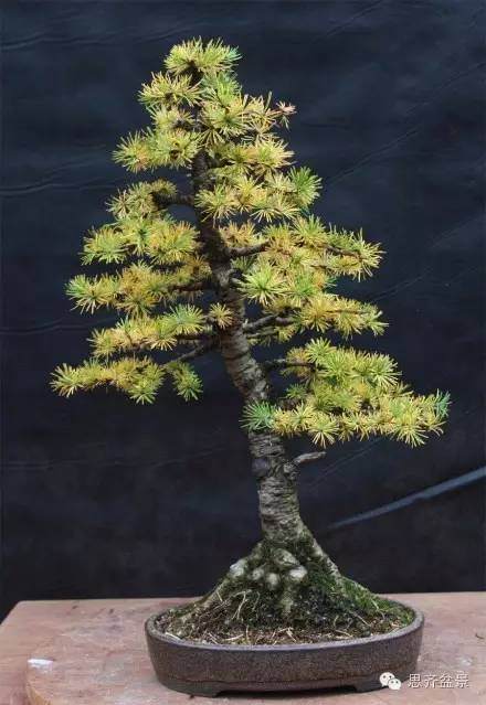 图解 落叶松盆景的11年培育历程