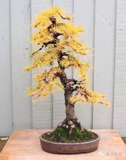 图解 落叶松盆景的11年培育历程
