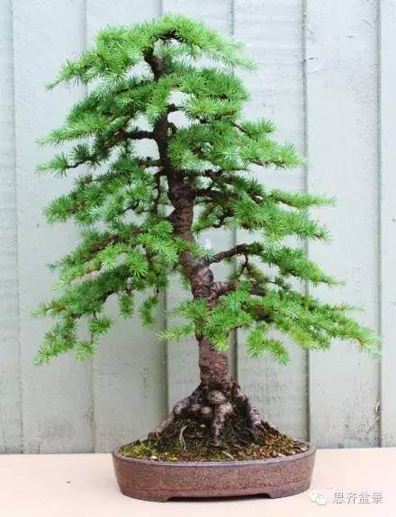 图解 落叶松盆景的11年培育历程