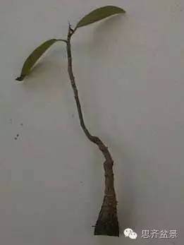 图解 盆景怎么培育八方根盘的方法