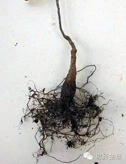 盆景学堂 | 如何培育漂亮的八方根盘？