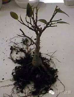 图解 盆景怎么培育八方根盘的方法