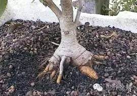 图解 盆景怎么培育八方根盘的方法