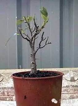 图解 盆景怎么培育八方根盘的方法