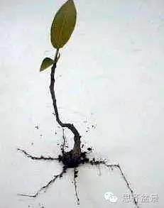 图解 盆景怎么培育八方根盘的方法