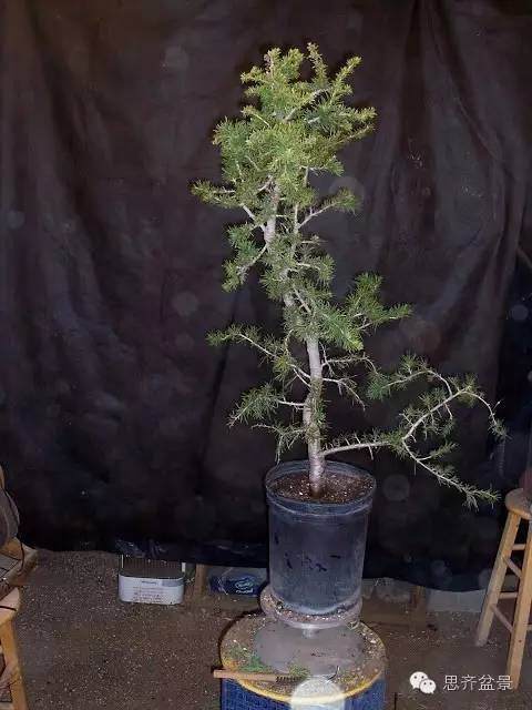 盆景学堂 | 大枝拿弯演示