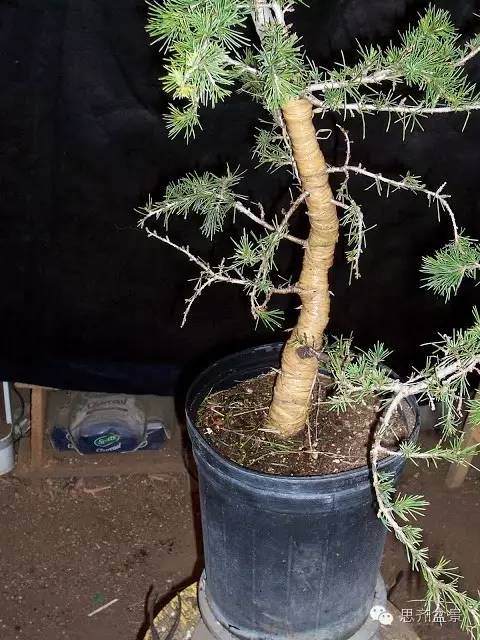 图解 盆景大枝怎么拿弯的方法