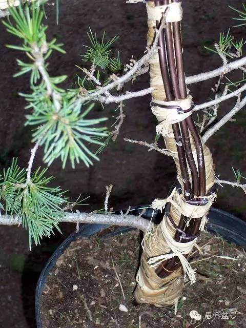 图解 盆景大枝怎么拿弯的方法