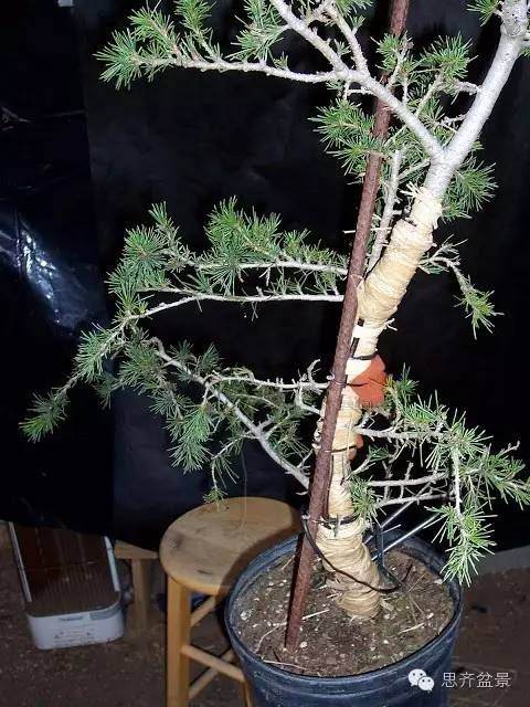 图解 盆景大枝怎么拿弯的方法