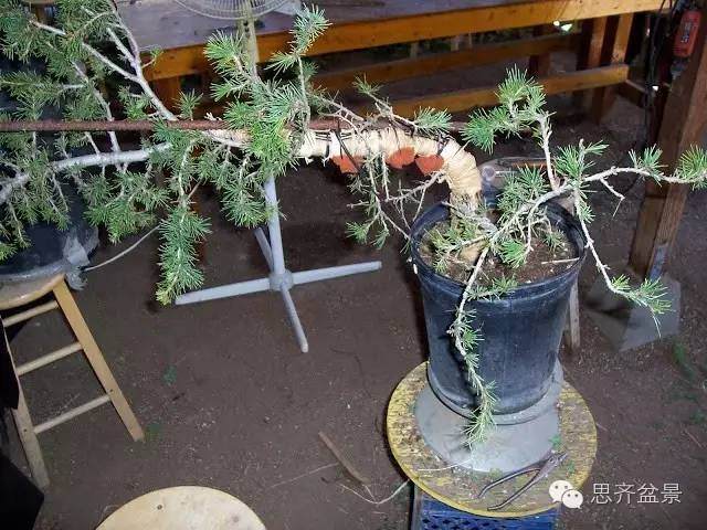 图解 盆景大枝怎么拿弯的方法