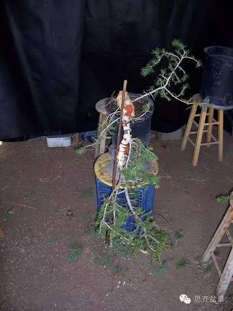 图解 盆景大枝怎么拿弯的方法