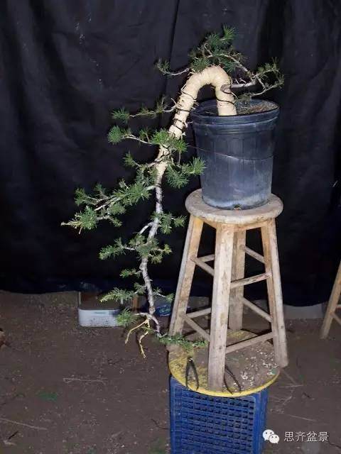 图解 盆景大枝怎么拿弯的方法