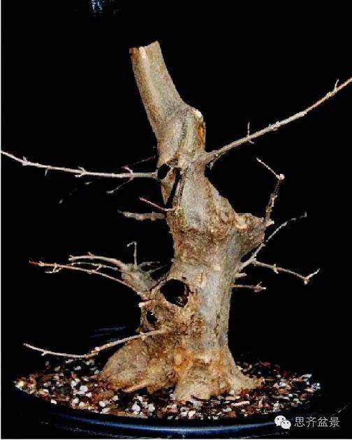 图解 盆景大枝怎么拿弯的方法