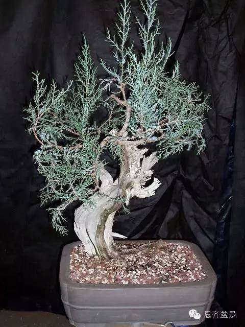 盆景制作 | 柏树盆景经典改做