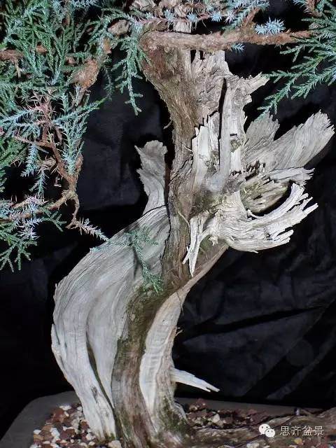图解 柏树盆景怎么改做的方法