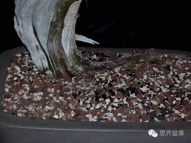 图解 柏树盆景怎么改做的方法