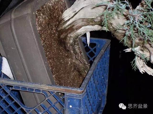 图解 柏树盆景怎么改做的方法