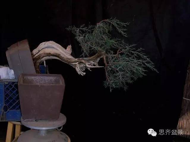 图解 柏树盆景怎么改做的方法