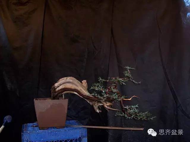 图解 柏树盆景怎么改做的方法