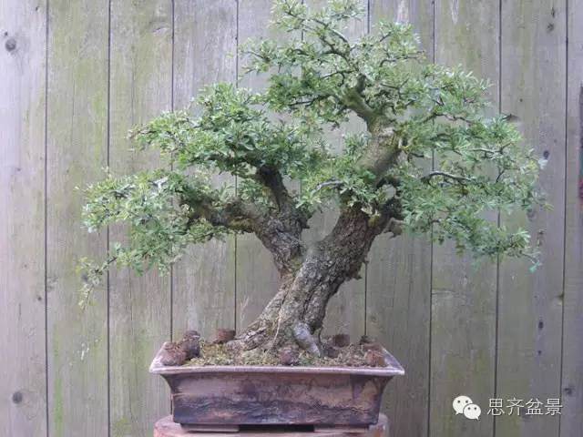 成长日记 | 山楂盆景的培育日常