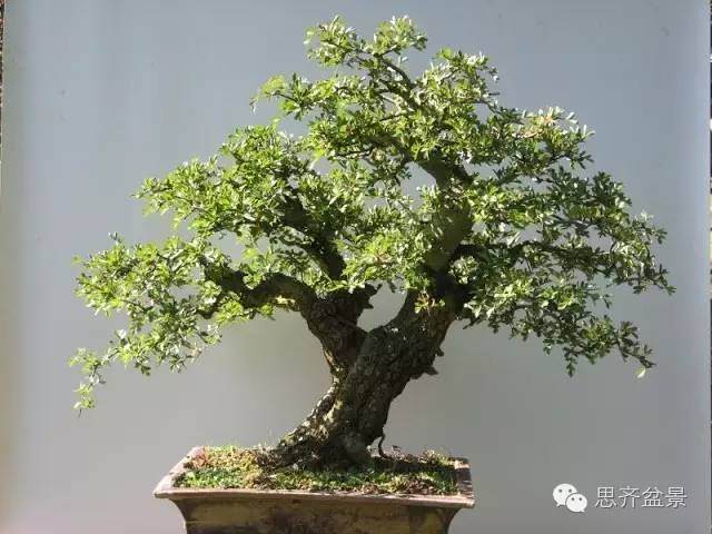 图解 山楂盆景怎么日常培育的方法