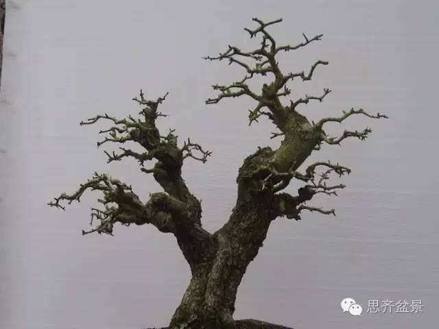 图解 山楂盆景怎么日常培育的方法