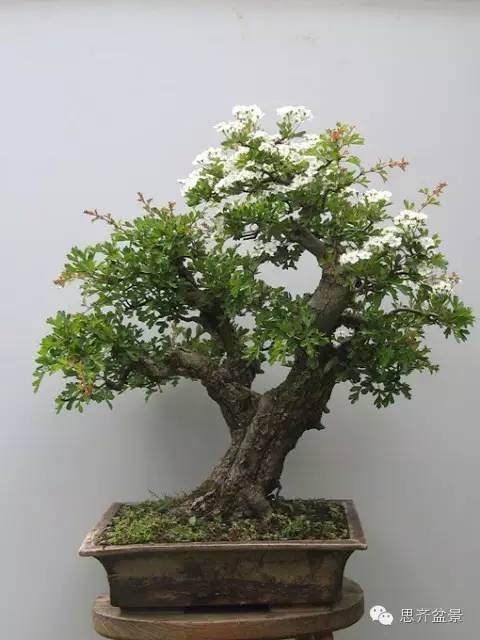 图解 山楂盆景怎么日常培育的方法