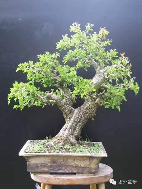 图解 山楂盆景怎么日常培育的方法