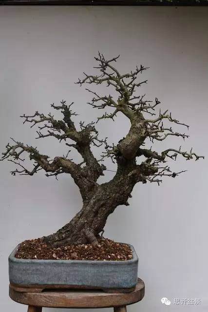 图解 山楂盆景怎么日常培育的方法