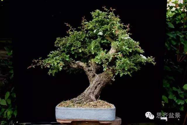 图解 山楂盆景怎么日常培育的方法