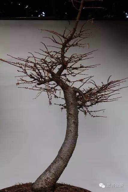 盆景制作 | 风动式落叶松的制作过程