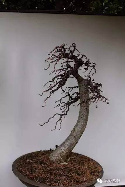 图解 落叶松盆景的制作风动式的方法