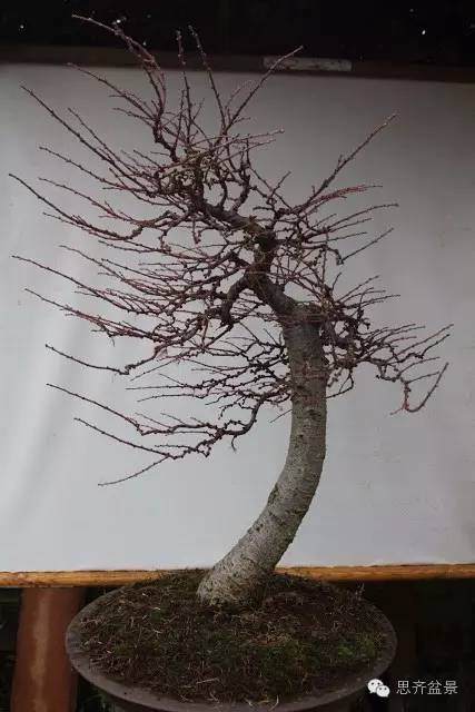 图解 落叶松盆景的制作风动式的方法