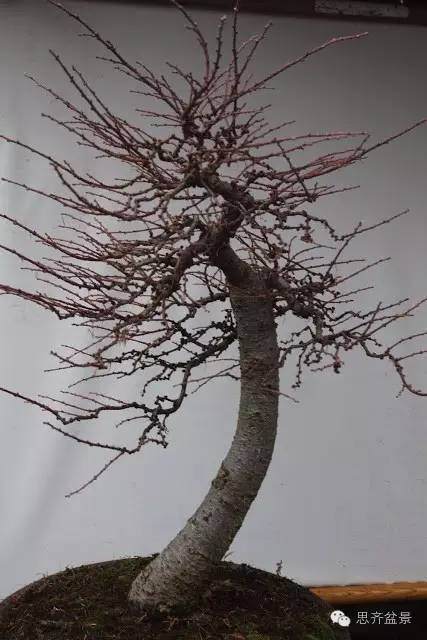 图解 落叶松盆景的制作风动式的方法