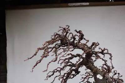 图解 落叶松盆景的制作风动式的方法