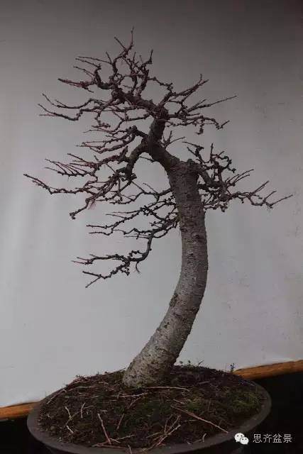 图解 落叶松盆景的制作风动式的方法