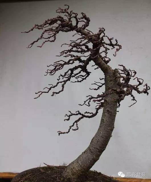 图解 落叶松盆景的制作风动式的方法