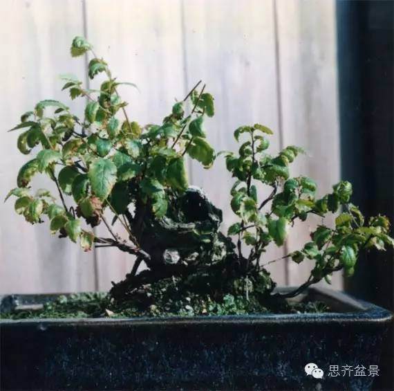 成长日记 | 来看看养了16年的榆树盆景长什么样?