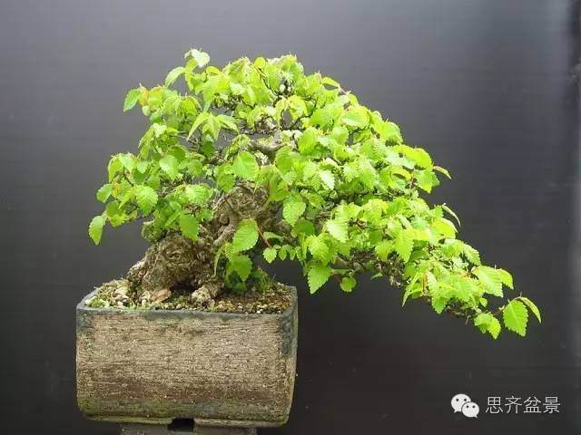 图解 养了16年的榆树盆景长什么样