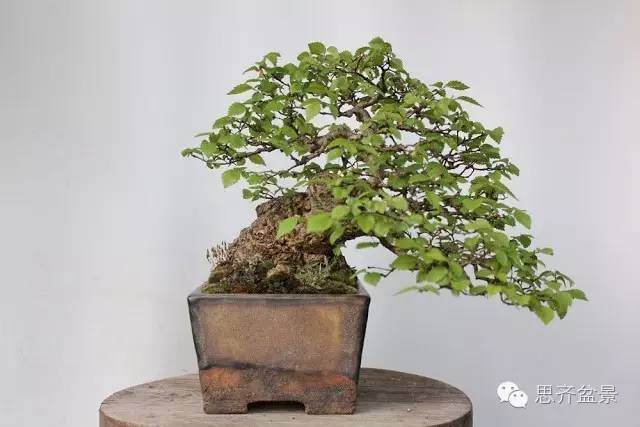 图解 养了16年的榆树盆景长什么样