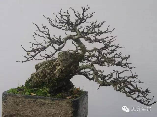 图解 养了16年的榆树盆景长什么样