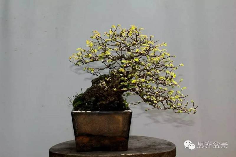 图解 养了16年的榆树盆景长什么样