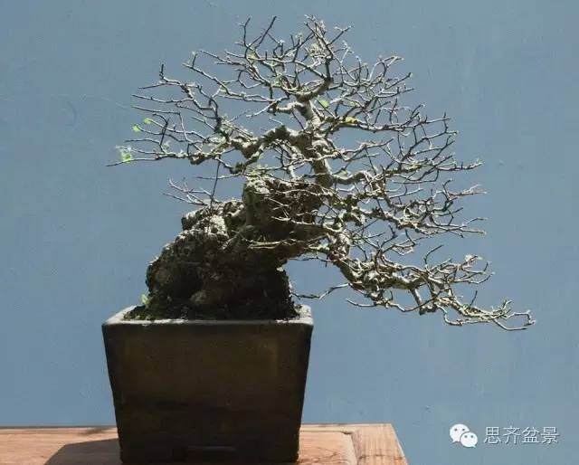 图解 养了16年的榆树盆景长什么样