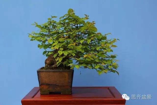 图解 养了16年的榆树盆景长什么样