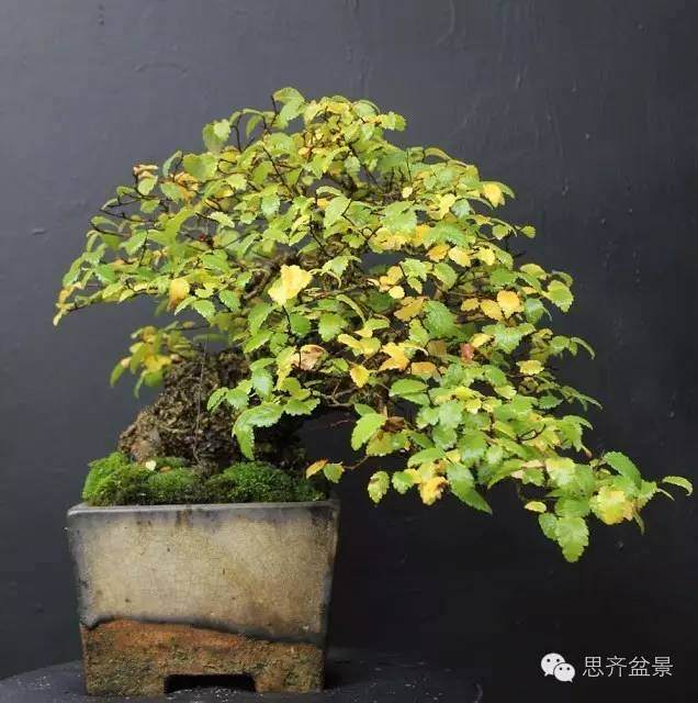 图解 养了16年的榆树盆景长什么样