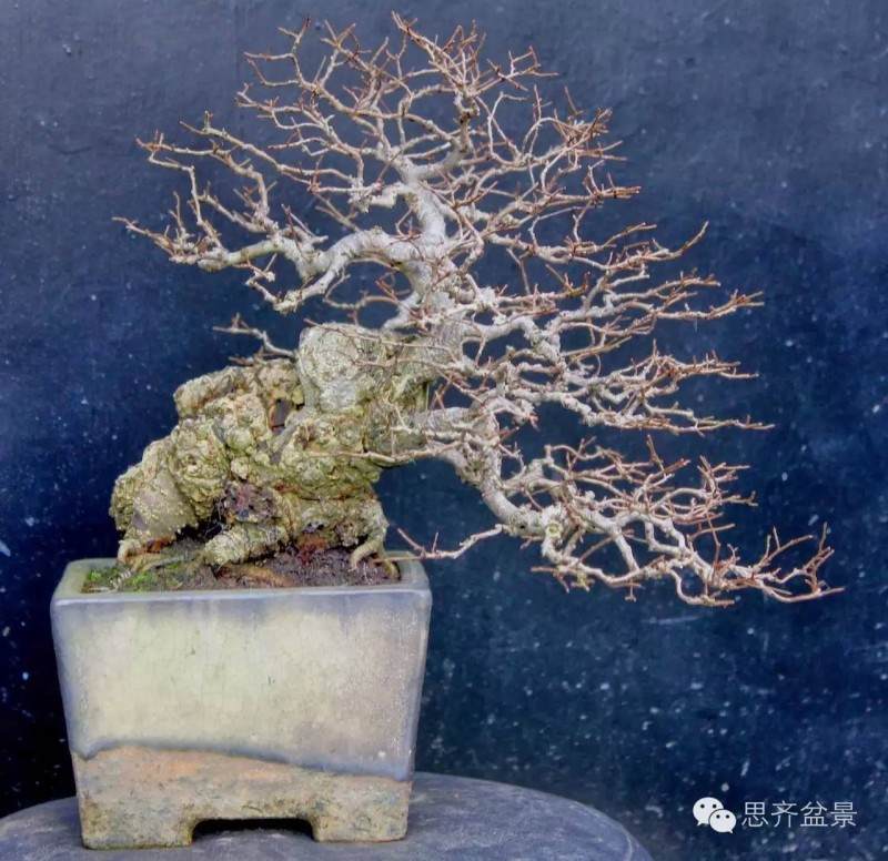 图解 养了16年的榆树盆景长什么样