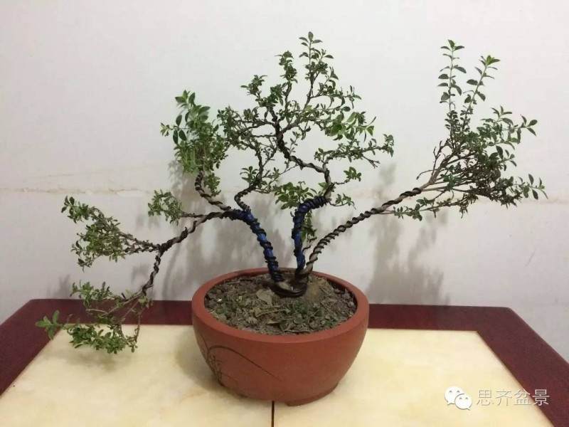 图解 三杆金边六月雪盆景怎么蟠扎的方法