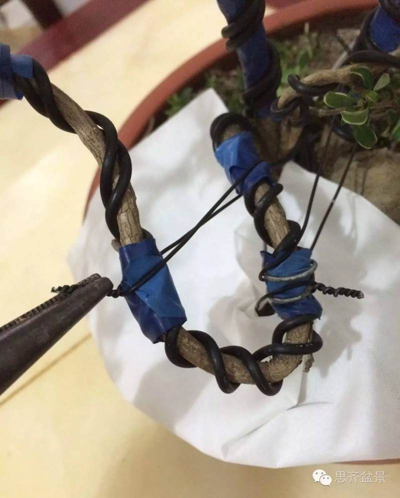 图解 三杆金边六月雪盆景怎么蟠扎的方法