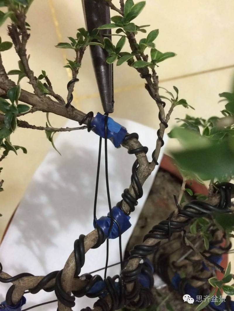 图解 三杆金边六月雪盆景怎么蟠扎的方法